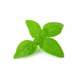 Basil (sweet) essential oil